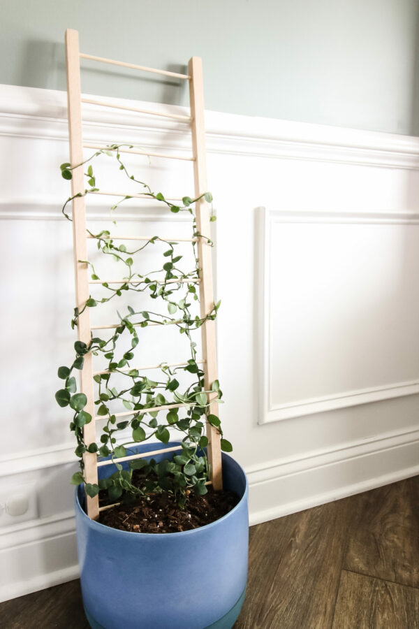 Indoor potted plant trellis