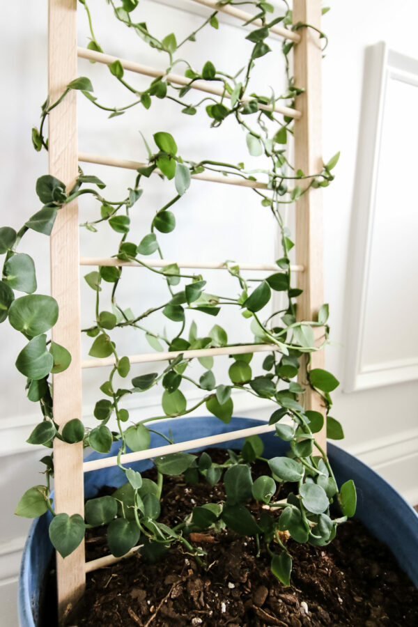 Indoor potted plant trellis